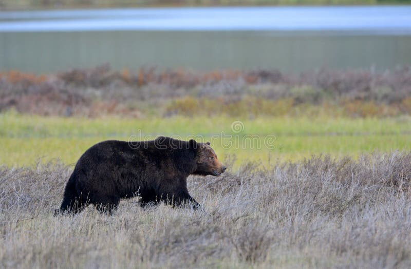 Grizzly niedźwiedzia samiec, Yellowstone park narodowy zdjęcia royalty free Grizzly niedźwiedzia samiec, Yellowstone park narodowy zdjęcia royalty free