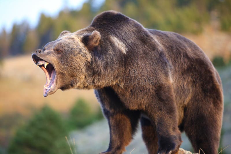 An adultv Grizzly (brown) Bear growling. An adultv Grizzly (brown) Bear growling