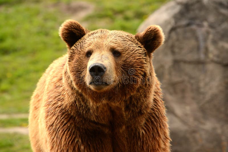 Grizzly niedźwiedzia zbliżenie głowa zdjęcia stock Grizzly niedźwiedzia zbliżenie głowa zdjęcia stock