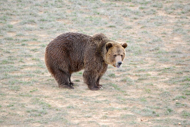 Grizzly niedźwiedź w otwartym polu fotografia royalty free Grizzly niedźwiedź w otwartym polu fotografia royalty free