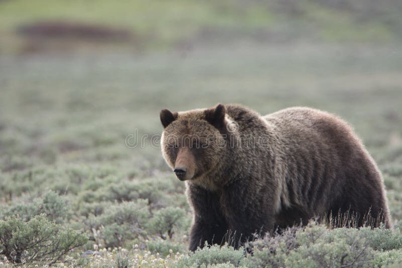 Grizzly niedźwiedź w Yellowstone parku narodowym obrazy stock Grizzly niedźwiedź w Yellowstone parku narodowym obrazy stock