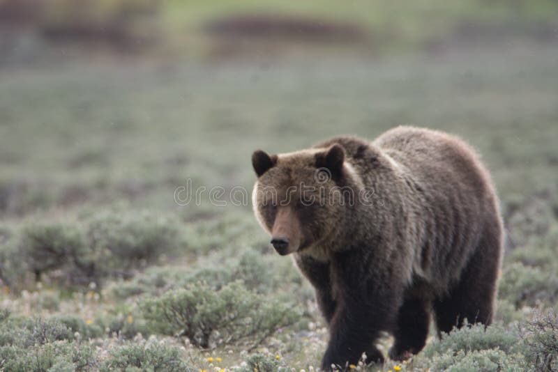 Grizzly niedźwiedź w Yellowstone parku narodowym obrazy stock Grizzly niedźwiedź w Yellowstone parku narodowym obrazy stock