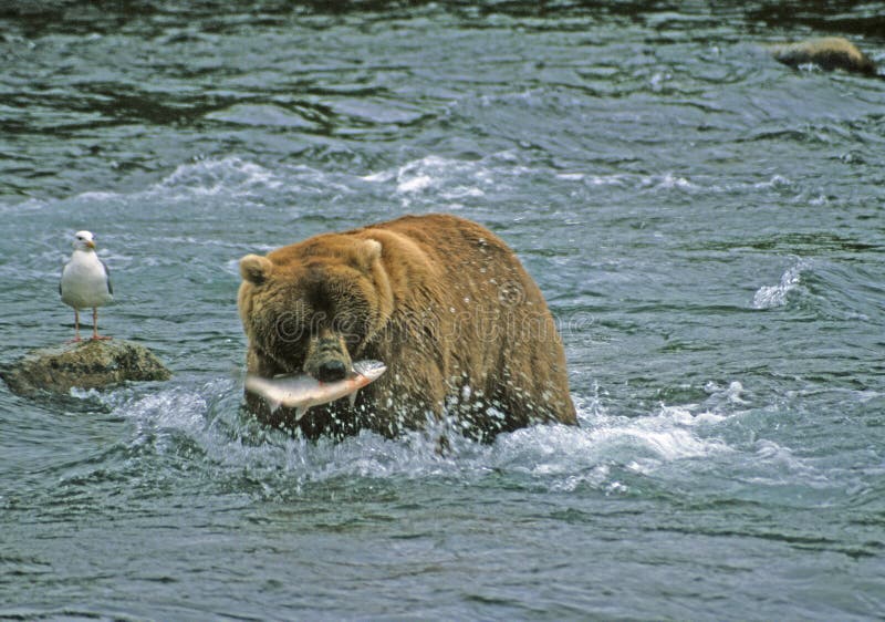 Grizzly with Salmon stock image. Image of river, grizzly 19021131