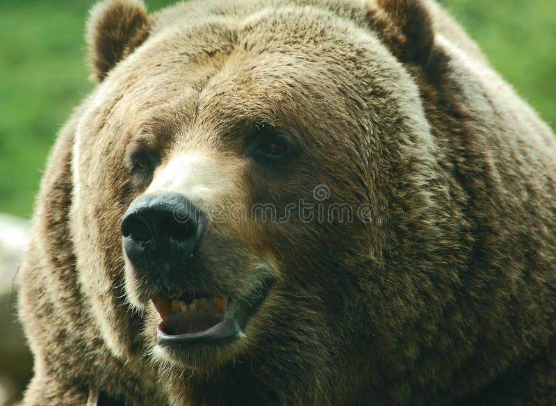 Grizzly uśmiechnięty Niedźwiedź zdjęcie royalty free Grizzly uśmiechnięty Niedźwiedź zdjęcie royalty free