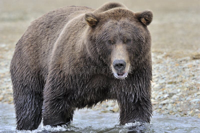 Grizzly visserij stock afbeeldingen Grizzly visserij stock afbeeldingen