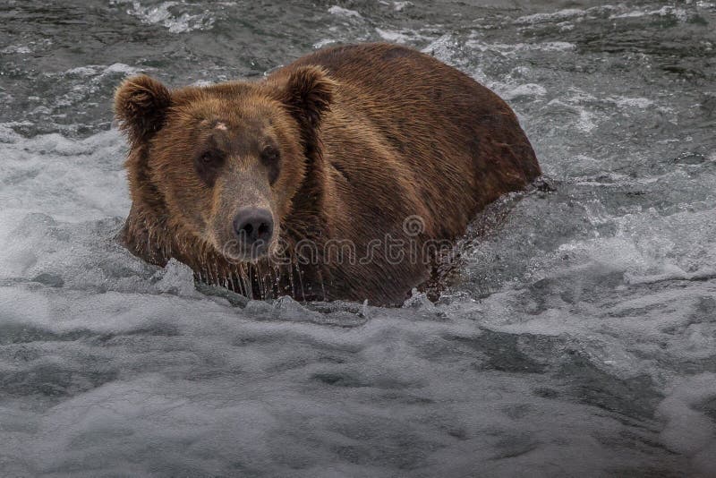 Grizzlybär in Nationalpark Alaskas Katmai jagt Lachse Ursus arctos horribilis stockbild Grizzlybär in Nationalpark Alaskas Katmai jagt Lachse Ursus arctos horribilis stockbild