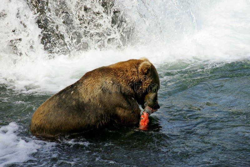 Grizzly bears fishing for salmon, Brooks Falls, Katmai NP, Alaska. Grizzly bears fishing for salmon, Brooks Falls, Katmai NP, Alaska