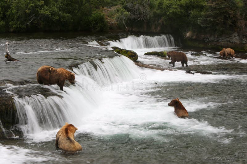 Grizzly bears are fishing for Sockeye salmon, Brooks river, Katmai National Park, Alaska. Grizzly bears are fishing for Sockeye salmon, Brooks river, Katmai National Park, Alaska.