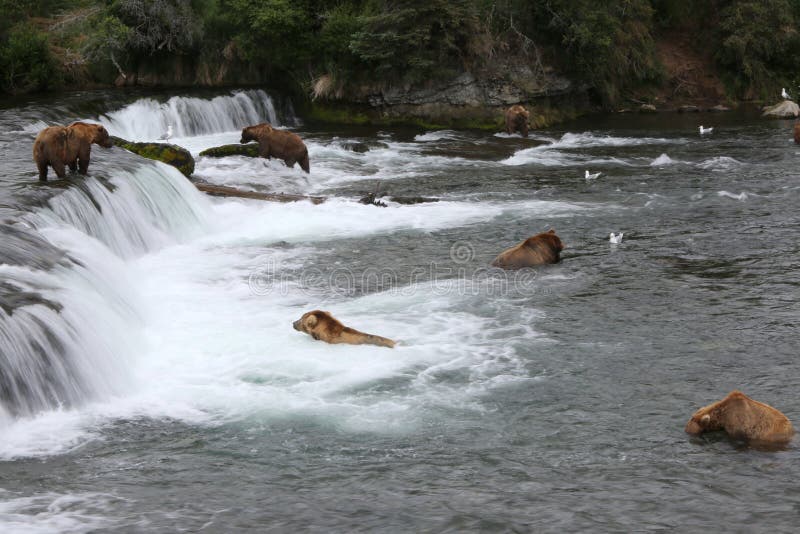 Grizzly bears are fishing for Sockeye salmon, Brooks river, Katmai National Park, Alaska. Grizzly bears are fishing for Sockeye salmon, Brooks river, Katmai National Park, Alaska.