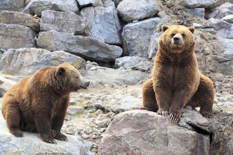 The grizzly bear is any North American subspecies of brown bear, including the mainland grizzly, Kodiak bear, peninsular grizzly, and the recently extinct California grizzly and Mexican grizzly bear. The grizzly bear is any North American subspecies of brown bear, including the mainland grizzly, Kodiak bear, peninsular grizzly, and the recently extinct California grizzly and Mexican grizzly bear.