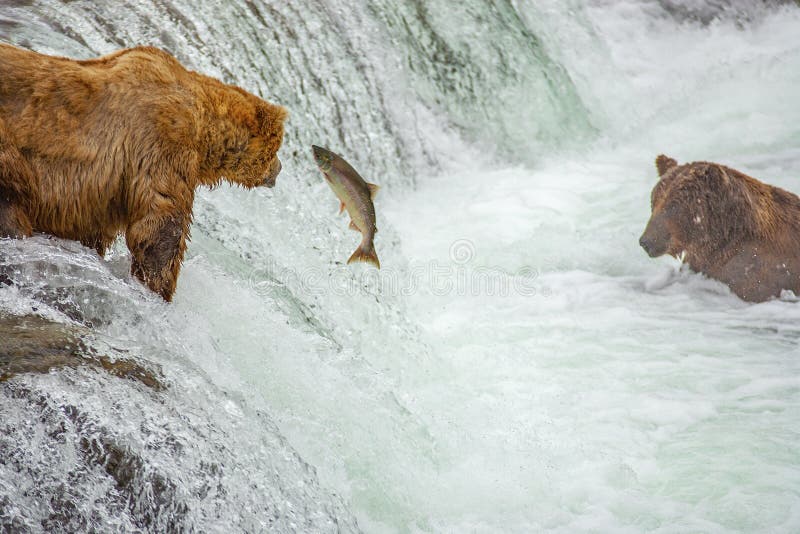 Grizzly bears fishing for salmon at Brooks Falls, Katmai NP, Alaska. Grizzly bears fishing for salmon at Brooks Falls, Katmai NP, Alaska