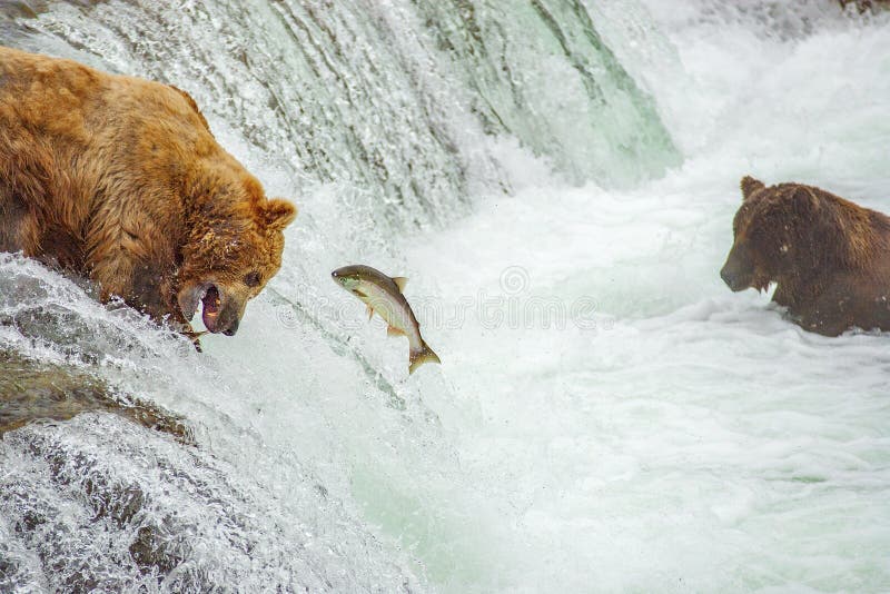 Grizzly bears fishing for salmon at Brooks Falls, Katmai NP, Alaska. Grizzly bears fishing for salmon at Brooks Falls, Katmai NP, Alaska