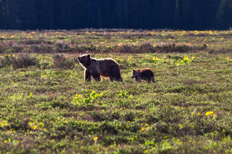 A female grizzly bear and cub at dawn in Yellowstone National Park, Wyoming, USA. A female grizzly bear and cub at dawn in Yellowstone National Park, Wyoming, USA.