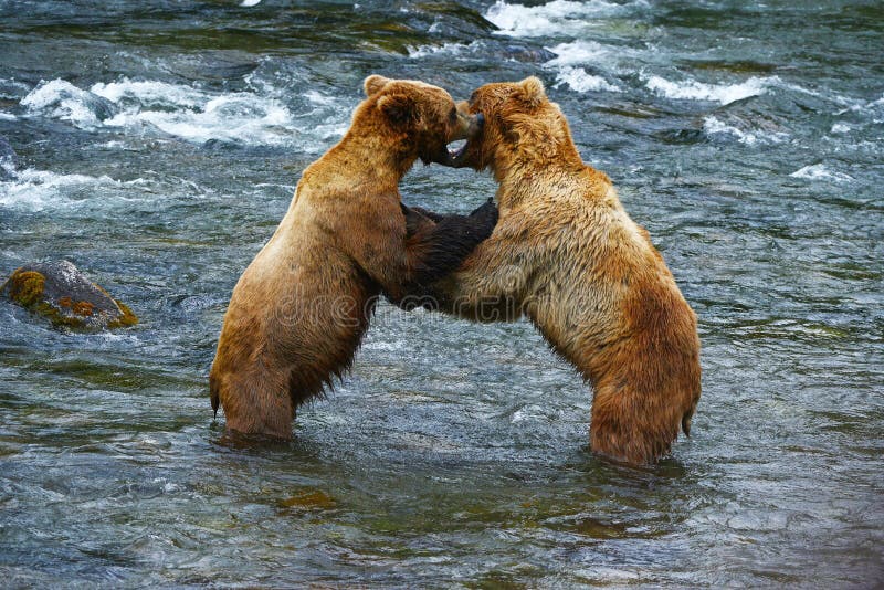 grizzly bear fighting in a river at katmai national park. grizzly bear fighting in a river at katmai national park