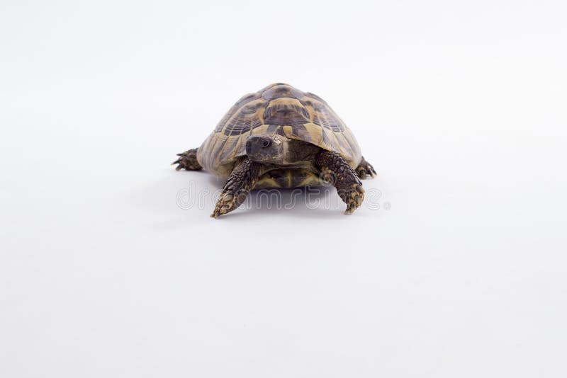 Grka gruntowy tortoise, Testudo Hermanni, biały pracowniany tło obraz stock Grka gruntowy tortoise, Testudo Hermanni, biały pracowniany tło obraz stock