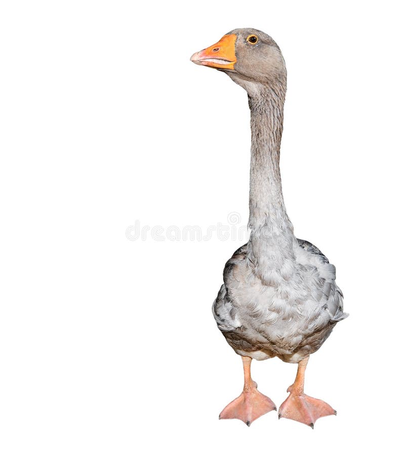 358 Lustige Gans Fotos Kostenlose Und Royalty Free Stock Fotos Von Dreamstime