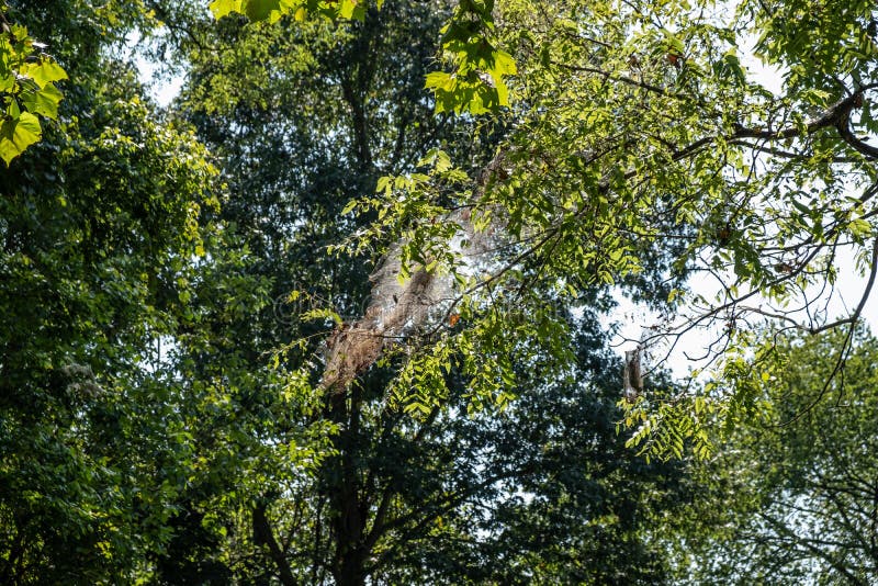 Grosse Spinnennetze Zwischen Baumen Stockfoto Bild Von Amerika Ansicht 157521072
