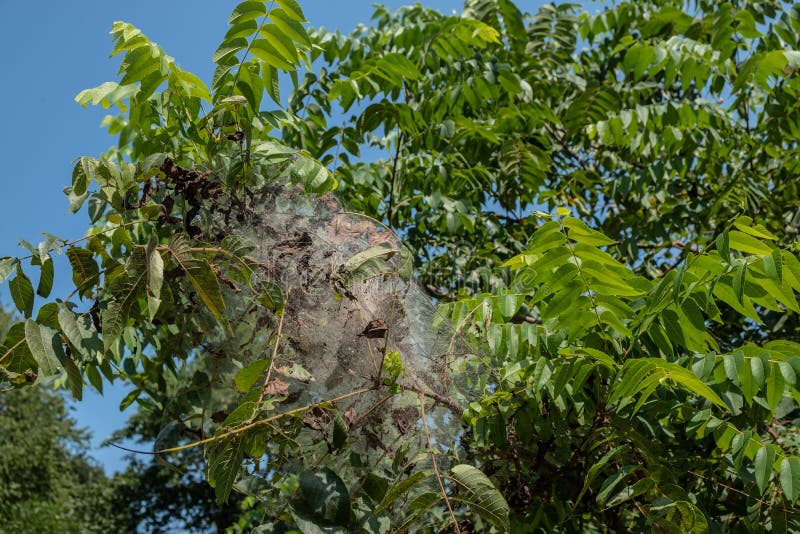Grosse Spinnennetze Zwischen Baumen Stockfoto Bild Von Amerika Ansicht 157521072