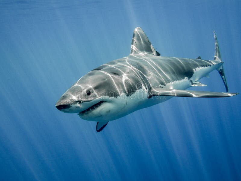 AS# too close Haifisch - ein lizenzfreies Stock Foto von Photocase