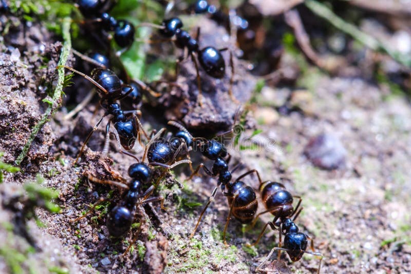 Große Ameisen Innerhalb Des Nestes, Ameisenarbeitskräfte