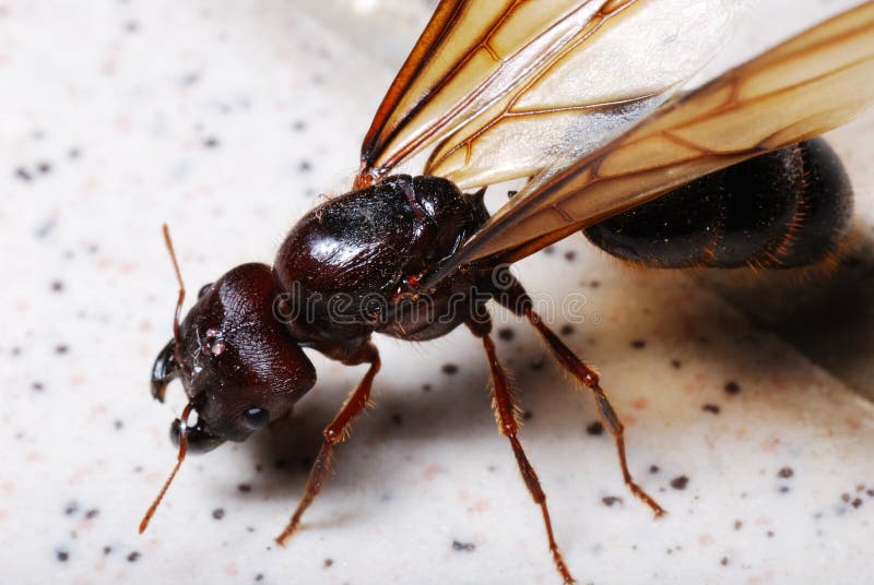 Große Ameise mit Flügeln stockbild. Bild von vorstand