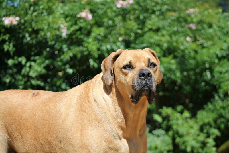 598 Boerboel Hund Fotos Kostenlose und RoyaltyFree StockFotos von