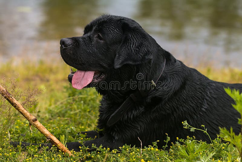 Großer Schwarzer Hund Labrador Stockbild Bild von spaß, freund 95820653