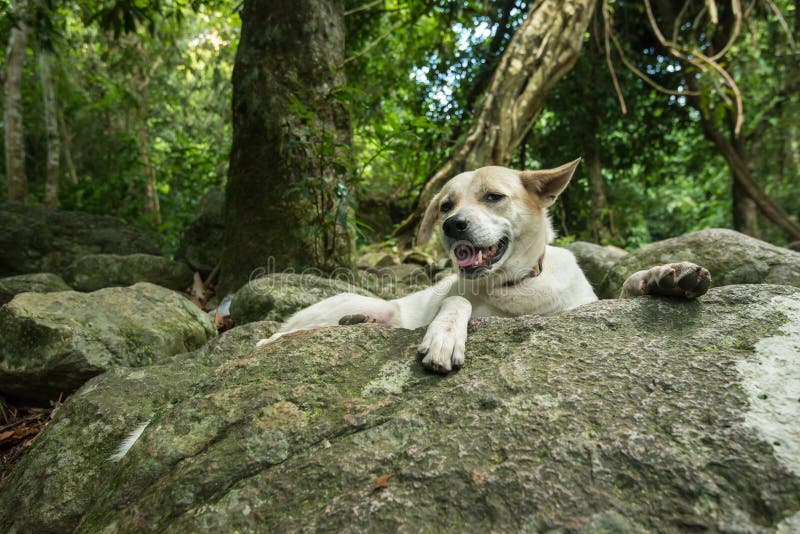 Großer weißer Hund im Wald stockfoto. Bild von hund, mann 33647202