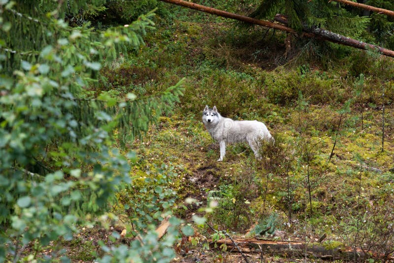 Großer weißer Hund im Wald stockfoto. Bild von hund, mann 33647202