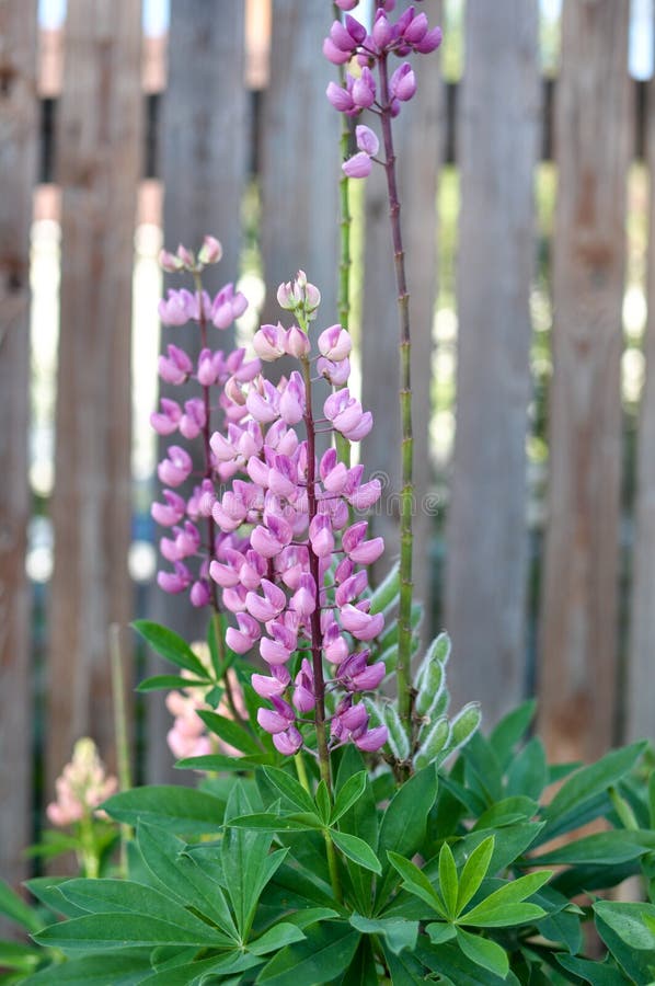 Gro?leaved Lupine Lupinus Polyphyllus Stockbild Bild von garten