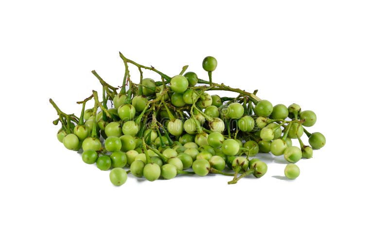Grochowa oberżyna, Solanum torvum fotografia stock