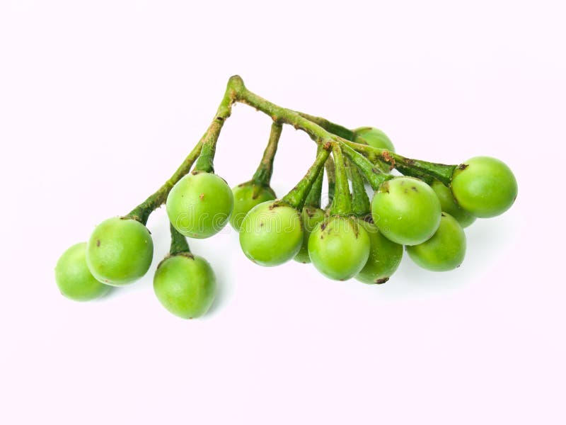 Grochowa oberżyna, Solanum torvum, odizolowywający na białym tle zdjęcia stock