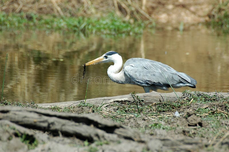 Grodagreyheron arkivfoto
