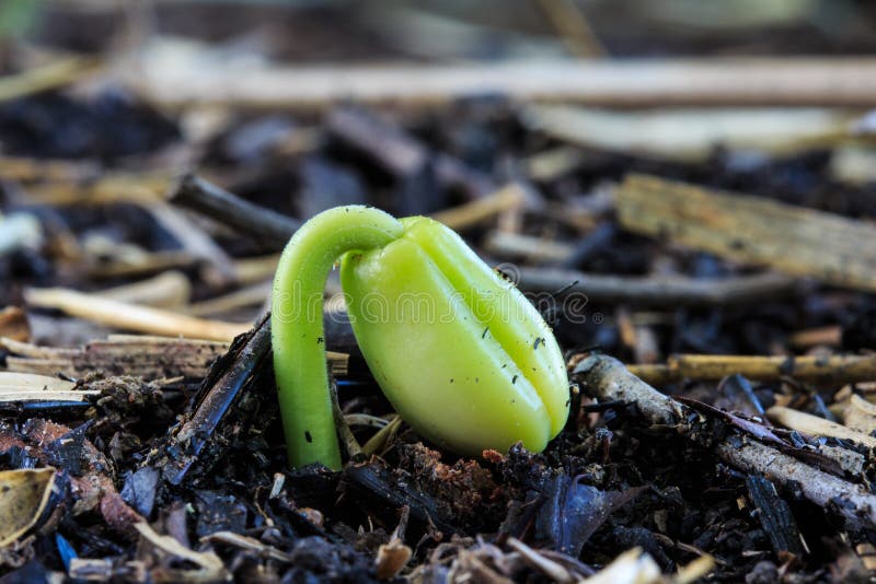 Grodden av tamarindfrukt kärnar ur att agronomen odlar fotografering för bildbyråer Grodden av tamarindfrukt kärnar ur att agronomen odlar fotografering för bildbyråer