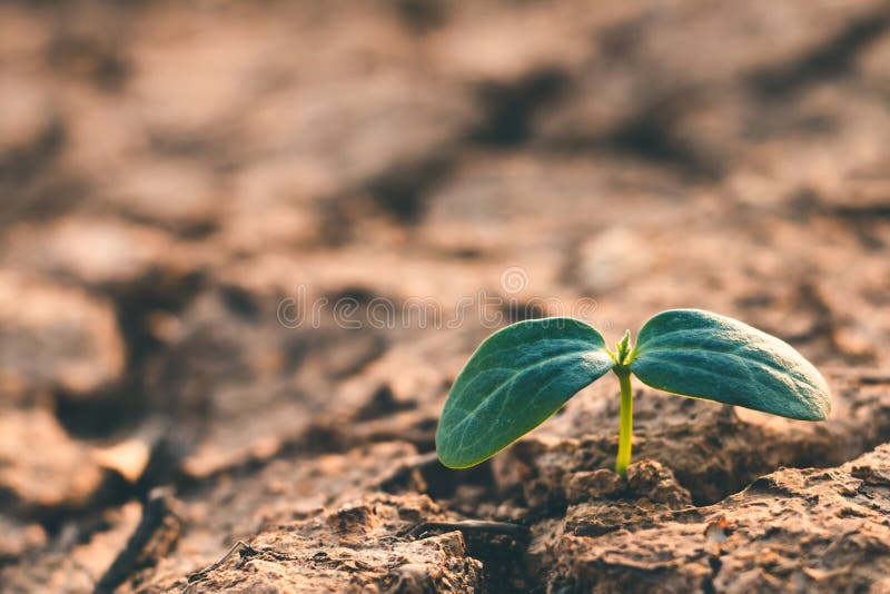 Groei die van bomen in droogte, met boomdroogte de leven stock afbeeldingen Groei die van bomen in droogte, met boomdroogte de leven stock afbeeldingen