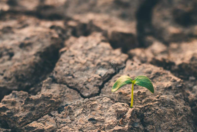 Groei die van bomen in droogte, met boomdroogte de leven royalty-vrije stock foto Groei die van bomen in droogte, met boomdroogte de leven royalty-vrije stock foto