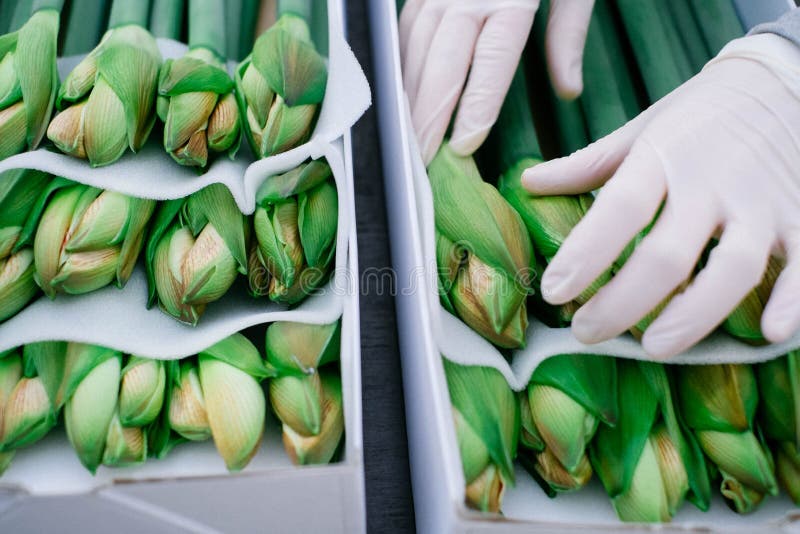 Groei zorvuldig royalty-vrije stock afbeeldingen Groei zorvuldig royalty-vrije stock afbeeldingen