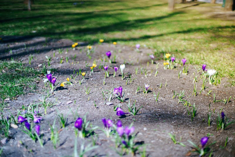 Groeien de de lente eerste bloemen op een straat De aardachtergrond van de lente stock afbeelding Groeien de de lente eerste bloemen op een straat De aardachtergrond van de lente stock afbeelding