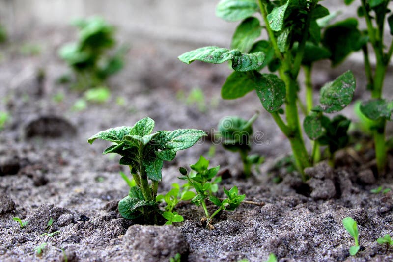 Groeiende Aardappels Groene spruiten Verse nieuwe aardappels in de tuin Ontsproten groente royalty-vrije stock afbeelding Groeiende Aardappels Groene spruiten Verse nieuwe aardappels in de tuin Ontsproten groente royalty-vrije stock afbeelding