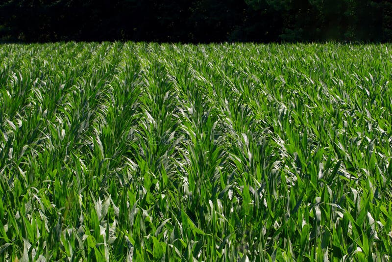 Groeiende Graanrijen stock afbeelding Groeiende Graanrijen stock afbeelding