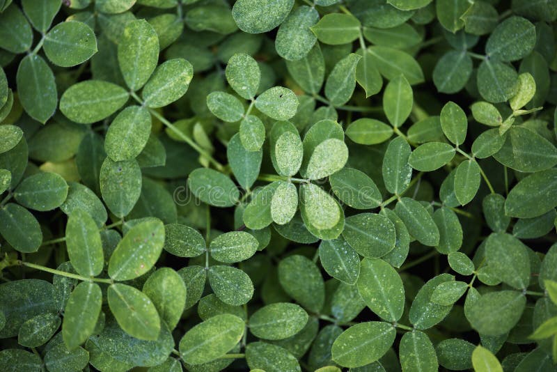 Groen blad in aardclose-up royalty-vrije stock afbeelding Groen blad in aardclose-up royalty-vrije stock afbeelding