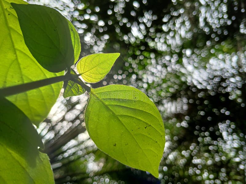 Groen blad gefotografeerd vanuit een hoog perspectief royalty-vrije stock foto's