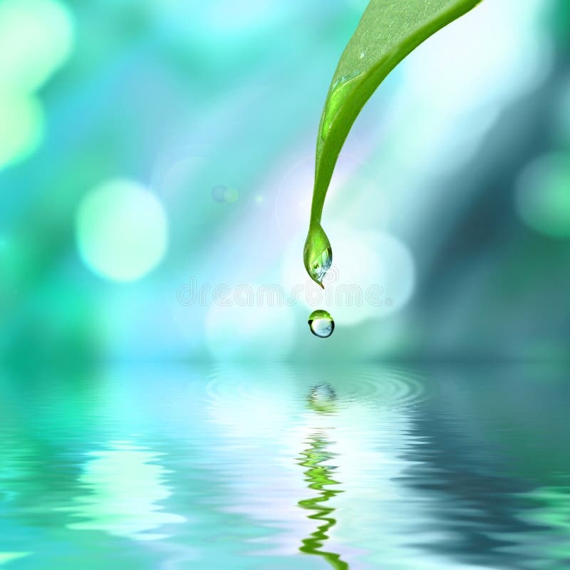 Groen blad met het water van de waterdaling