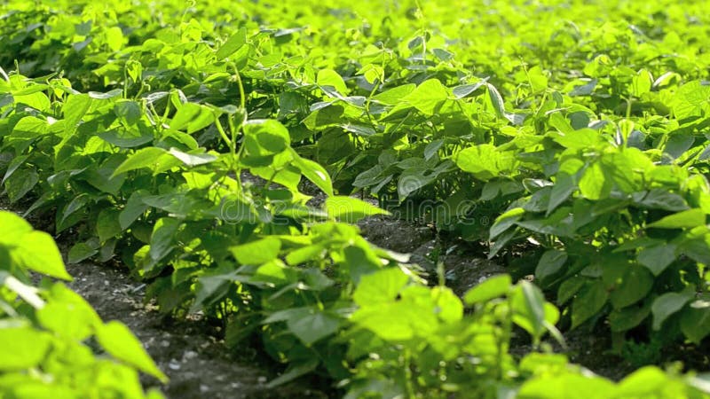 Groen bonenveld