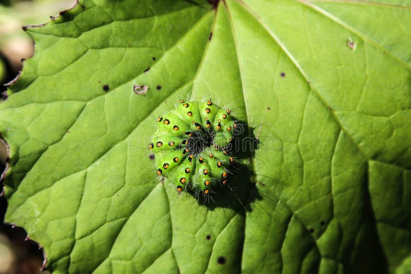 Groene rups stock afbeelding