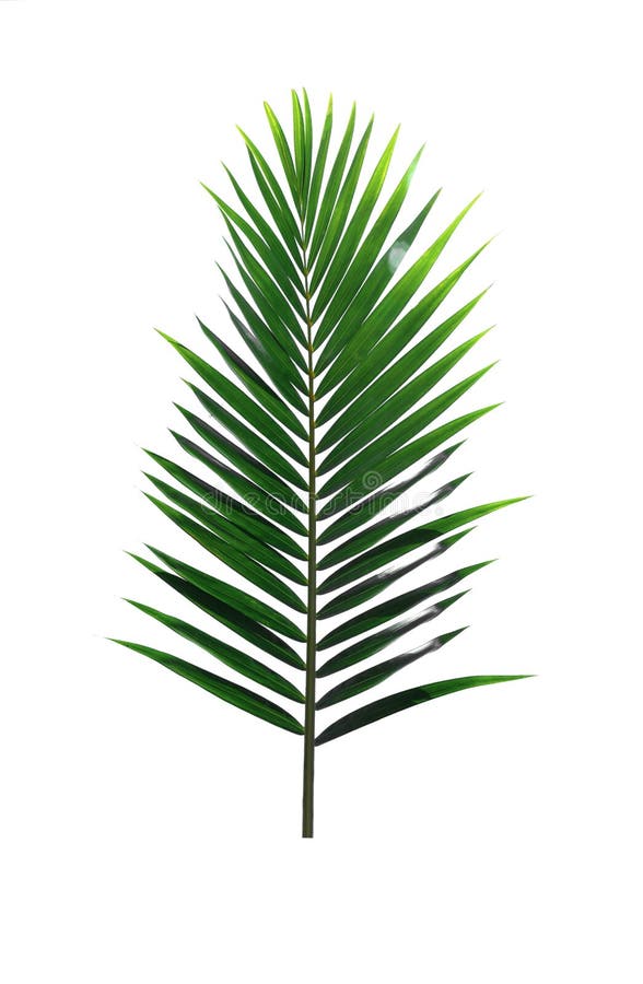Groen die blad van Kokosnotenpalm op witte achtergrond wordt geïsoleerd stock foto's Groen die blad van Kokosnotenpalm op witte achtergrond wordt geïsoleerd stock foto's
