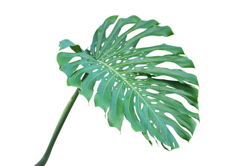 Groen die Blad van Monstera-deliciosa, Emmentalerinstallatie op Witte Achtergrond wordt geïsoleerd royalty-vrije stock afbeeldingen Groen die Blad van Monstera-deliciosa, Emmentalerinstallatie op Witte Achtergrond wordt geïsoleerd royalty-vrije stock afbeeldingen