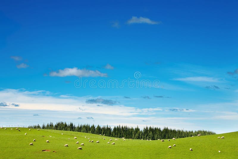 Groen gebied en weidende schapen royalty-vrije stock fotografie Groen gebied en weidende schapen royalty-vrije stock fotografie