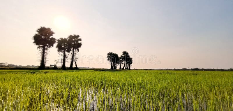 Groen gebied of rijstlandbouwbedrijf met suikerpalmen in Thailand royalty-vrije stock afbeelding Groen gebied of rijstlandbouwbedrijf met suikerpalmen in Thailand royalty-vrije stock afbeelding