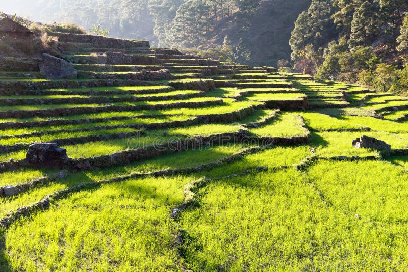 Groen gebied van rijst in Nepal stock foto's Groen gebied van rijst in Nepal stock foto's